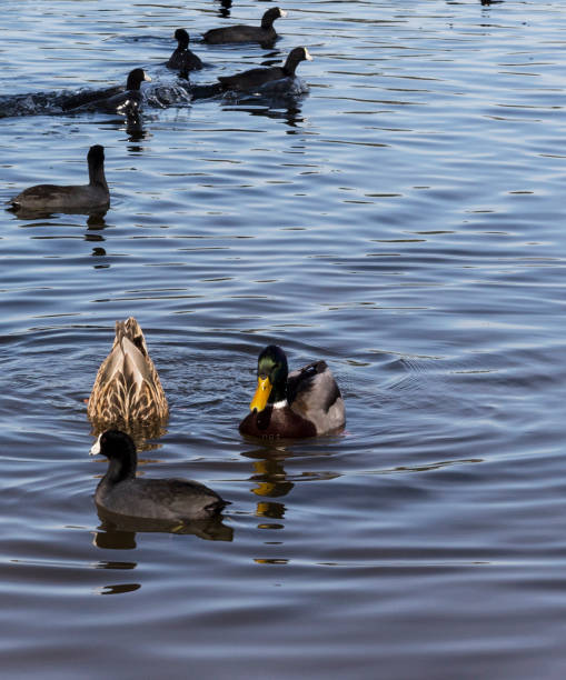 istock Ducks Fishing on Lake 877277114