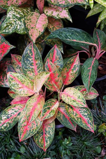 istock aglaonema plants in nature garden 877277138