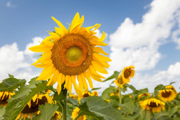 Low Angle View of Sunflower Field