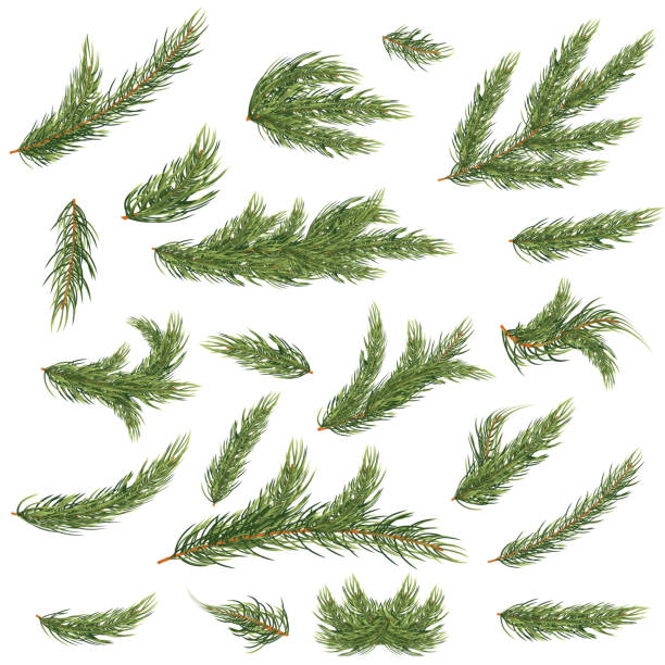 ilustraciones, imágenes clip art, dibujos animados e iconos de stock de conjunto de ramas de abeto. árbol de navidad. - pine