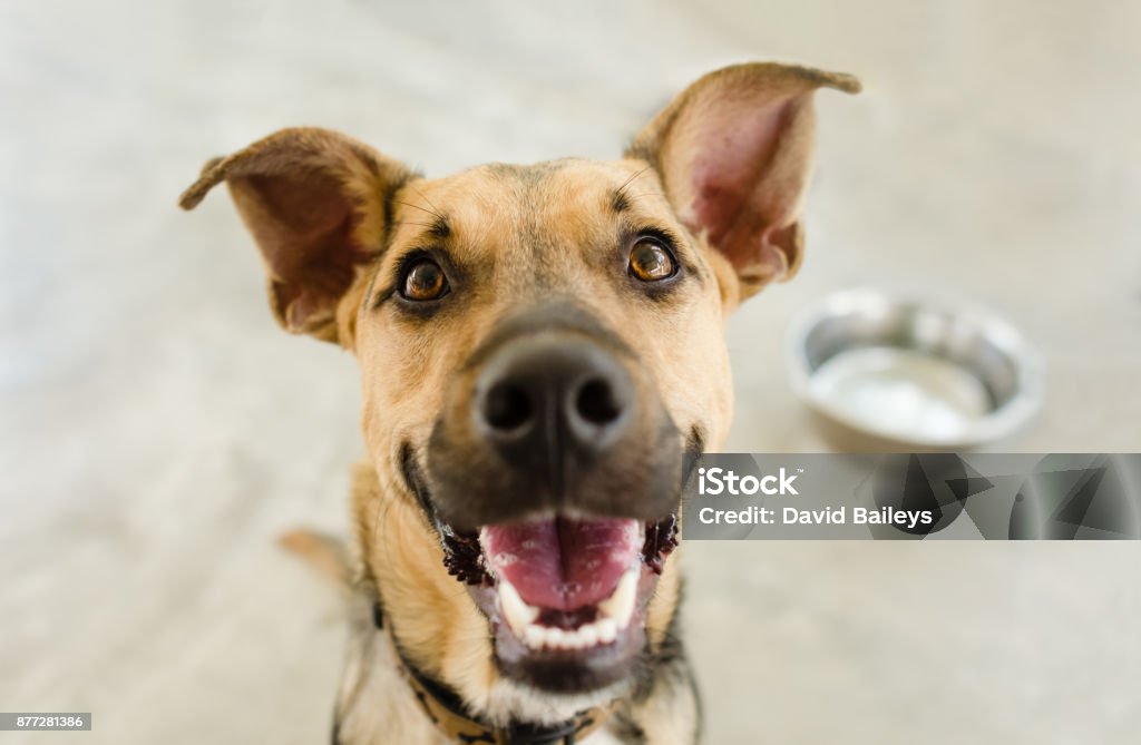 Dog Bowl Dog bowl is a hungry German Shepherd waiting for someone to food in his bowl. Dog Stock Photo