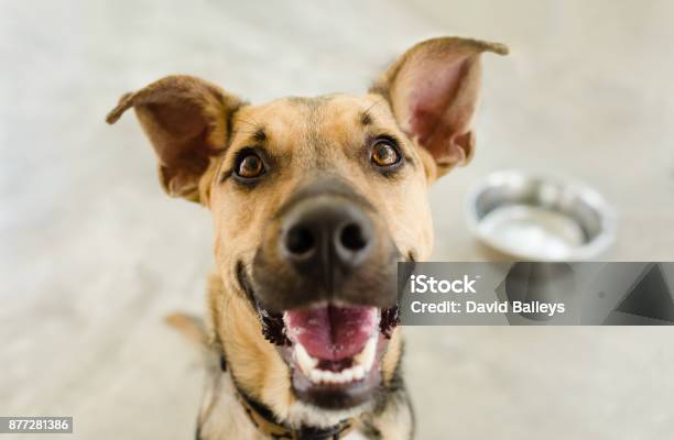 Dog Bowl Stock Photo - Download Image Now - Dog, Eating, Happiness