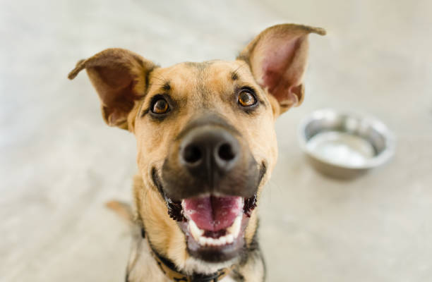 tigela de cachorro - dog eating puppy food - fotografias e filmes do acervo