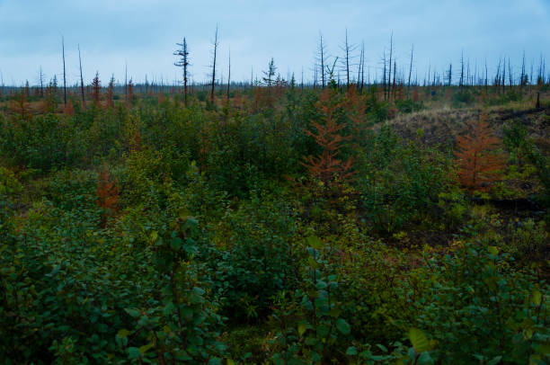 istock vegetation of the taiga 877281562