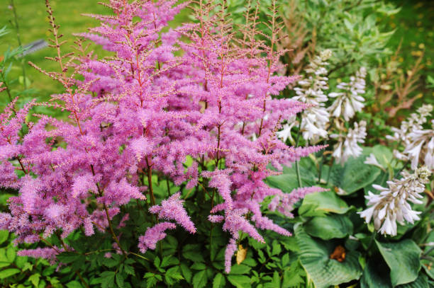 istock colorful blooming astilbe in summer garden in mixed border with hostas and cornus shrubs 877284632