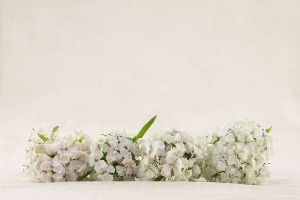 istock White sweet william flowers bouquet with copy space 877284862