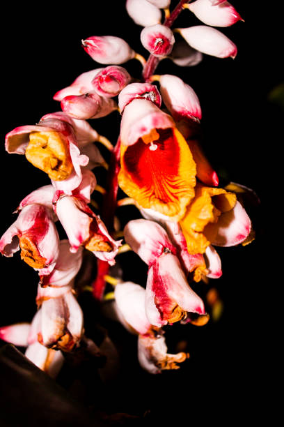 una flor en la noche - hawaiian culture flash fotografías e imágenes de stock
