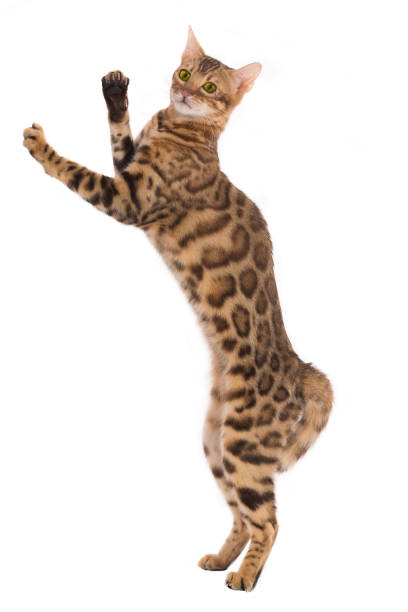 istock Bengal cat costs on paws 877289808