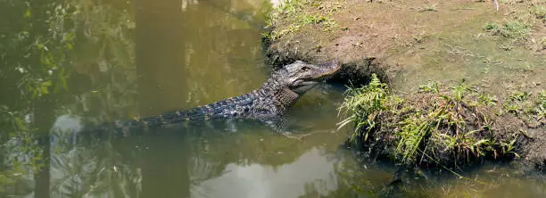 Crocodile outside during the daytime