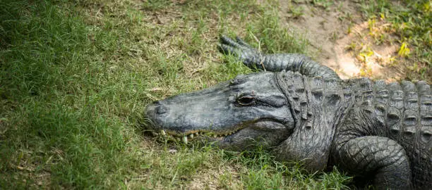 Crocodile outside during the daytime