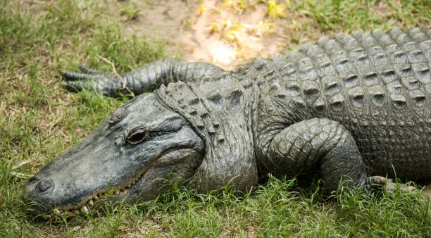 Crocodile outside during the daytime