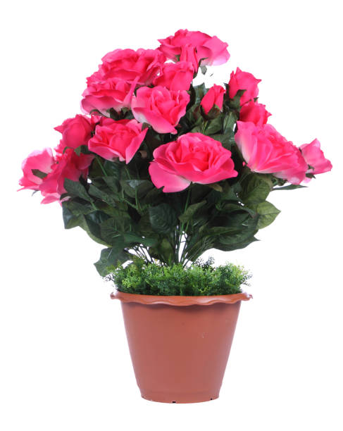 istock Pink roses isolated on white background. 877291872