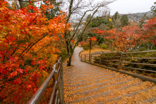 maple tree in autumn season.