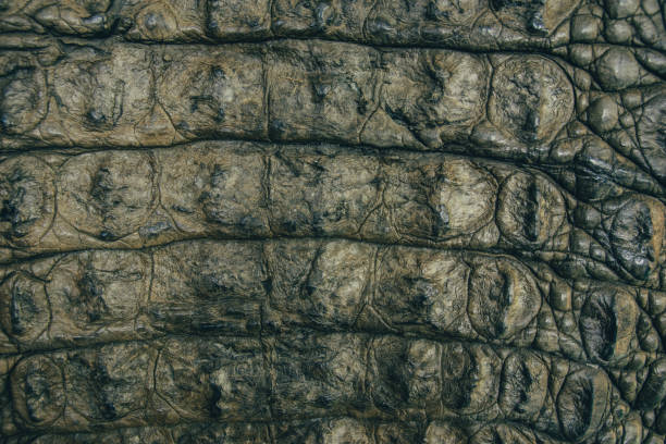 sfondo primo piano texture in pelle di coccodrillo - snakeskin snake print python foto e immagini stock