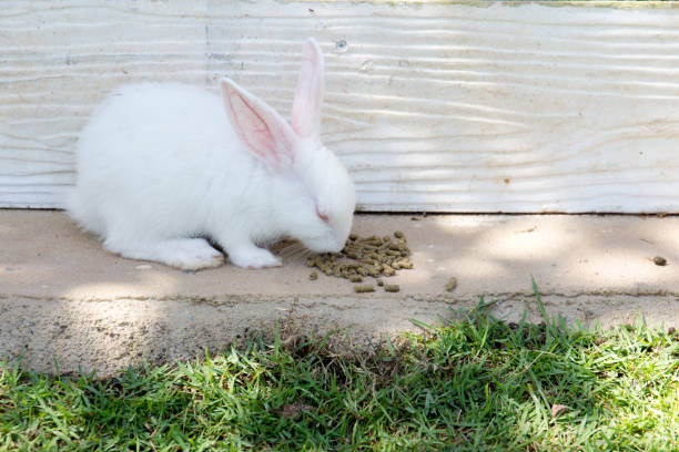 rabbits bunny in the garden