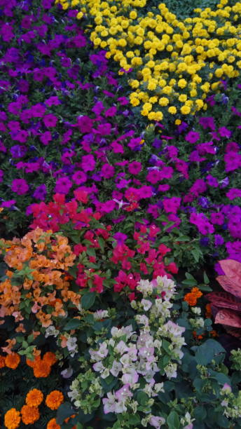 istock Flower arrangement close-up 877304586