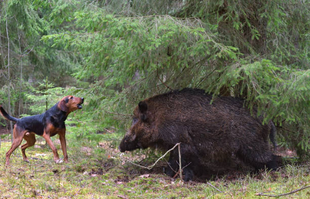 istock Hunting with hound on wildboar 877309600