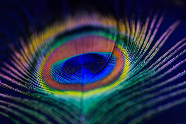 istock Abstract macro peacock feather, blur, multicolored exotic bird 877309786