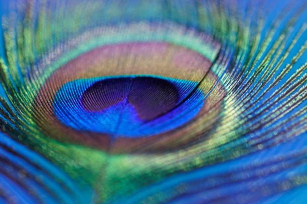istock Abstract macro peacock feather, blur, multicolored exotic bird 877309824