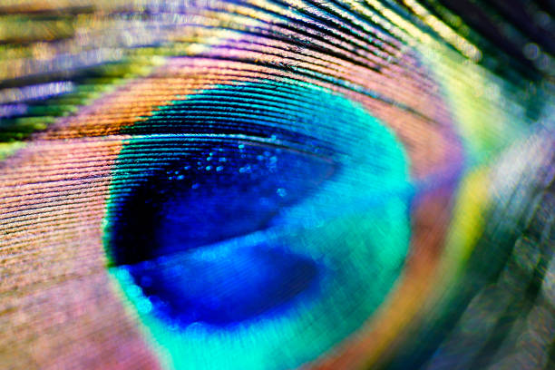 istock Abstract macro peacock feather, blur, multicolored exotic bird 877310108