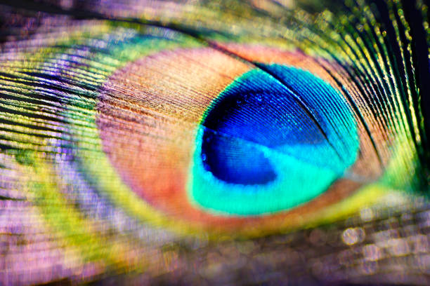 istock Abstract macro peacock feather, blur, multicolored exotic bird 877310114