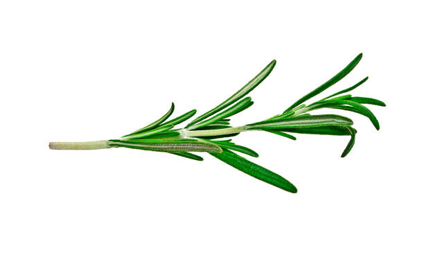 istock Rosemary isolated on white background 877312478