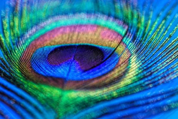 istock Abstract macro peacock feather, blur, multicolored exotic bird 877312706