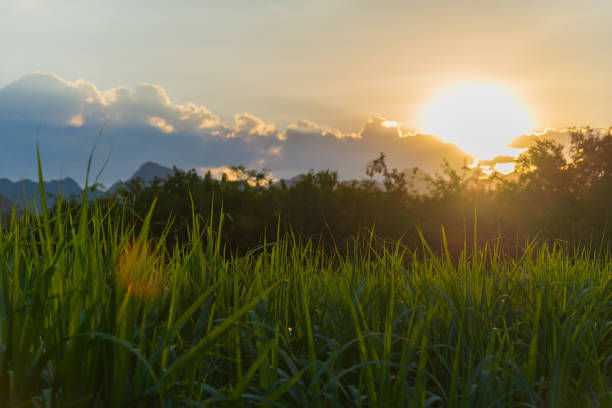 Cтоковое фото Красивое зеленое рисовое поле со сценой заката и вспышкой солнца
