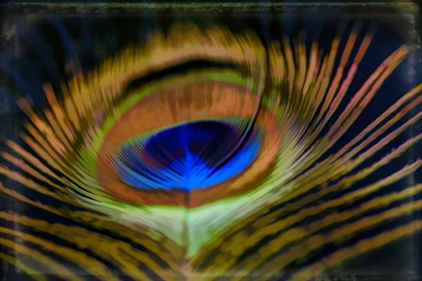 istock Abstract macro peacock feather, blur, multicolored exotic bird 877313102