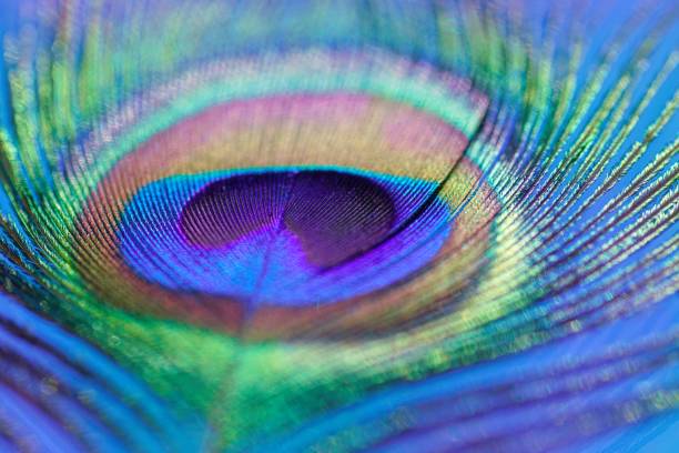 istock Abstract macro peacock feather, blur, multicolored exotic bird 877313104