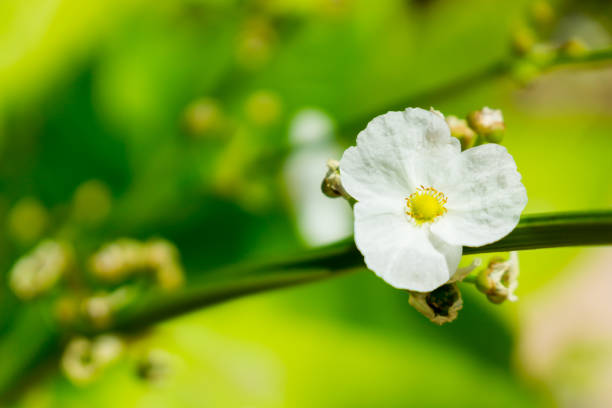 Tropical flowers plant background from Thailand
