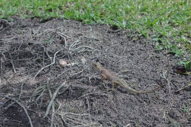 istock Chameleon on the lawn. 877313824