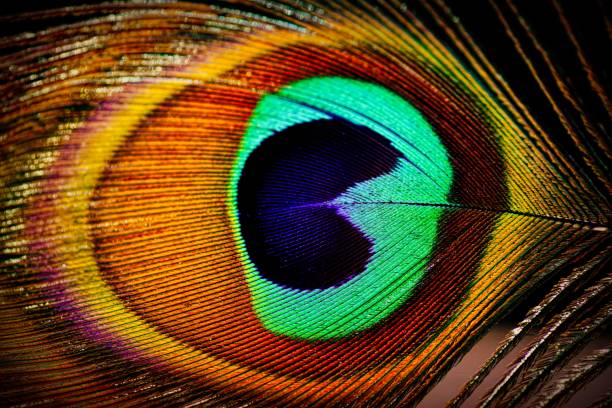 istock Abstract macro peacock feather, blur, multicolored exotic bird 877316076