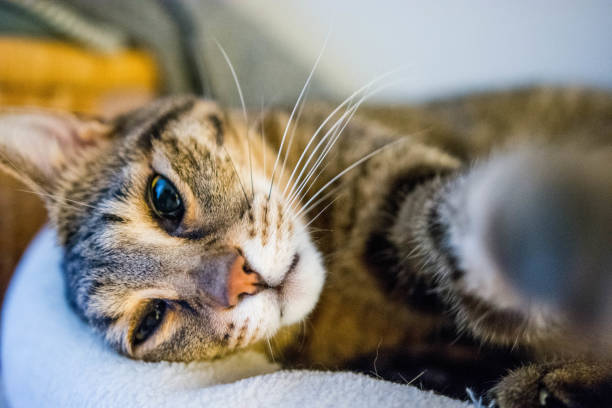 istock Domestic cat looking at camera 877316852