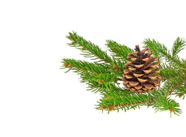 istock Branch of fir-tree and cone on a white background 877316904