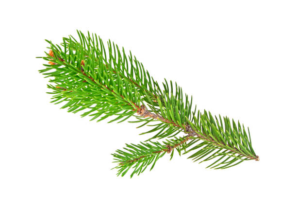 istock Fir tree branch isolated on a white background 877316960