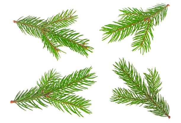 istock Set of fir tree branches isolated on a white background 877317020