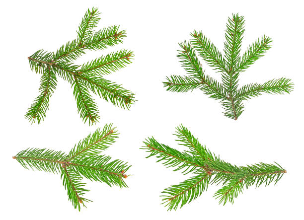 istock Set of fir tree branches isolated on a white background 877317030