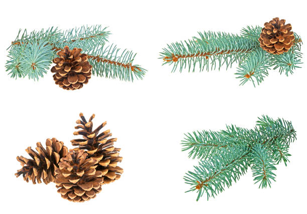 istock Set of different Christmas decorations. Blue spruce twig with cone isolated on a white background. 877317134