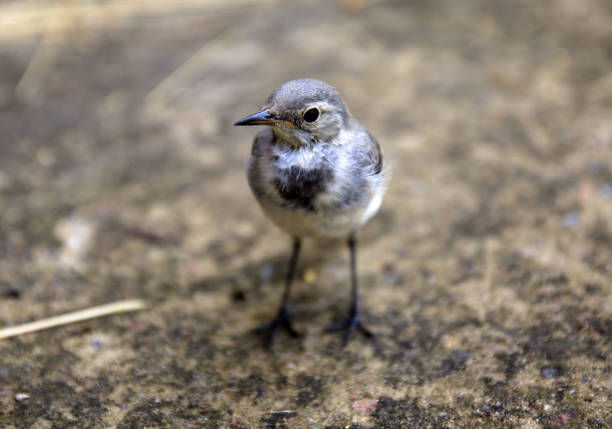one small cute bird with a long thin legs stands on the concrete