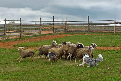 Two border collies rounding flock of sheep on a meadow