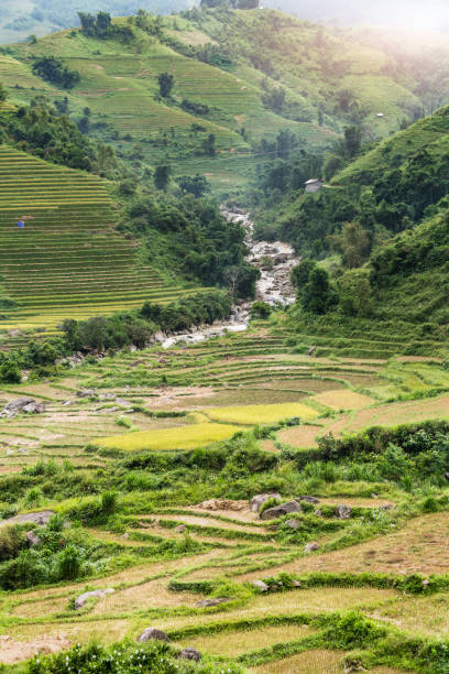 istock Terraced Rice Field after harvest on mountain in Sapa 877321194
