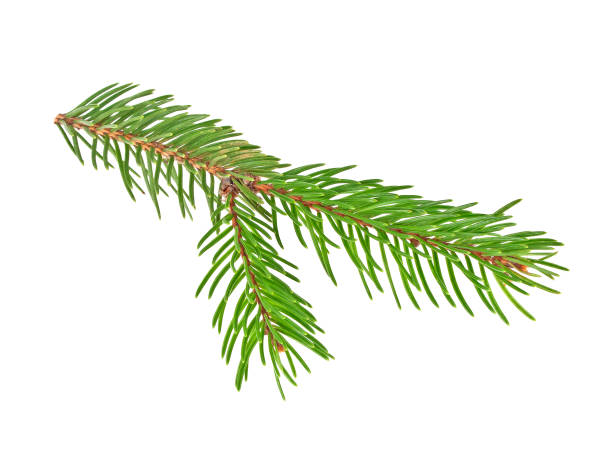 istock Fir tree branch isolated on a white background 877321202