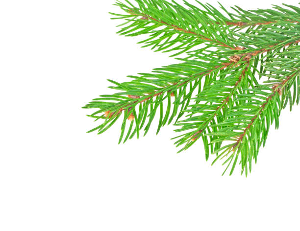 istock Fir tree branch isolated on a white background 877321210