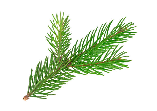 istock Fir tree branch isolated on a white background 877321220