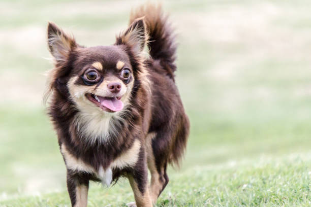istock Chocolate Chihuahua is standing smile on the lawn. 877323872