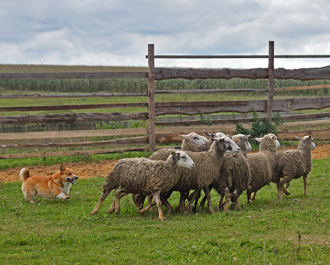 Welsh Corgi working as sheepdog with flock of sheep in a meadow