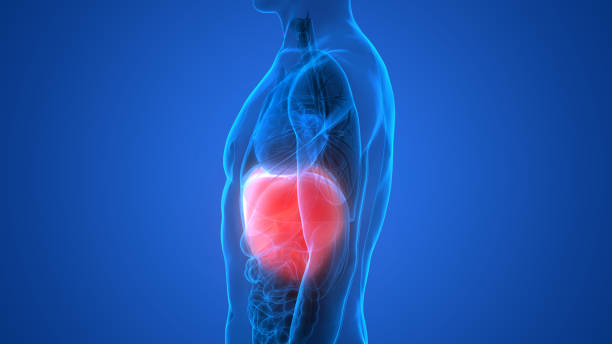 istock Human Body Organs Anatomy (Liver) 877330302