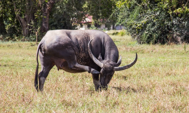 istock buffalo in farm 877330426