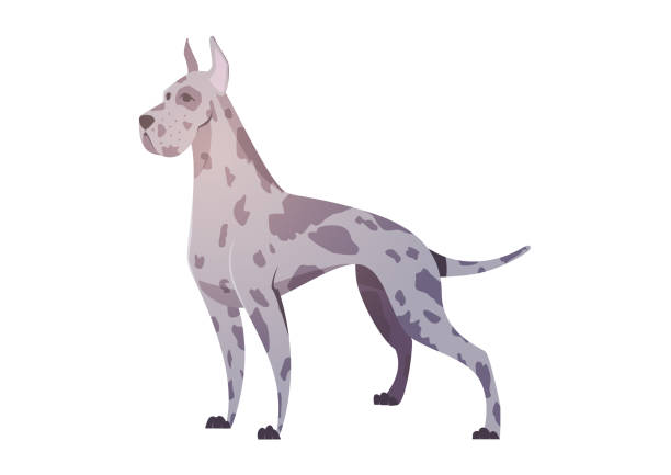 718 Great Dane Illustrations & Clip Art - iStock | Great dane puppy, Great  dane isolated, Great dane white background